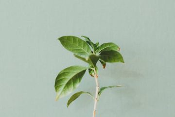 paragraph greenhouse effect