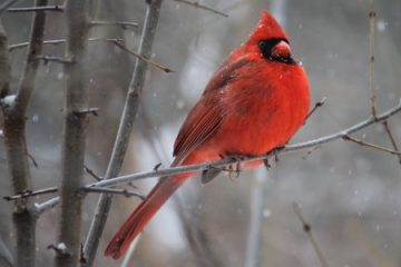 winter morning