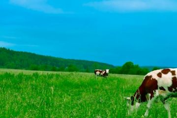 Story of a Liar Cowboy