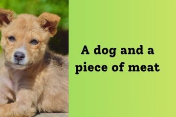 Story of a dog and a piece of meat