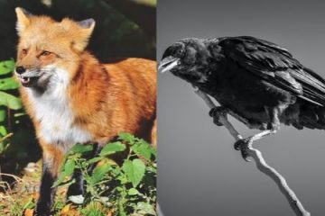 story of a foolish crow and a cunning fox