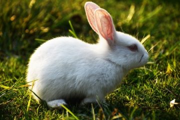 hare and tortoise