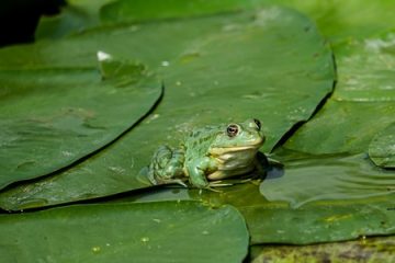 the boys and the frogs